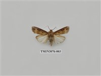 藏品(夜蛾878)的圖片